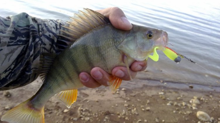 До средата на май е забранен уловът на бяла риба
