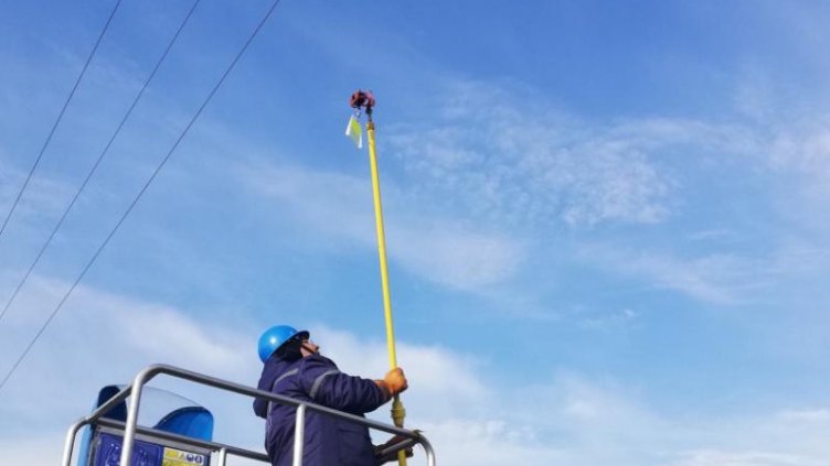 Слагат светлоотразители по електропроводите в Шабленско, ще пазят червеногушата гъска