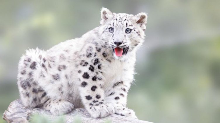 И снежните леопарди пипнаха COVID-19