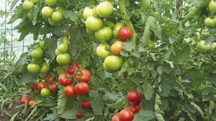 Храните с географско указание пазят биоразнообразието