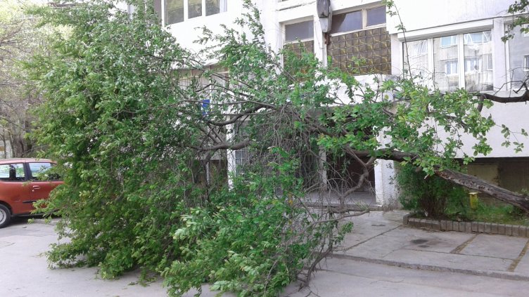 Бурният вятър събори голямо дърво във Варна (+СНИМКИ)