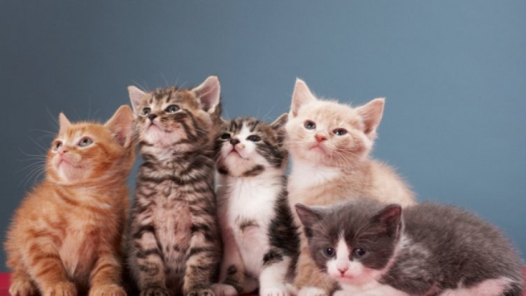 Котките носят положителна енергия на хората