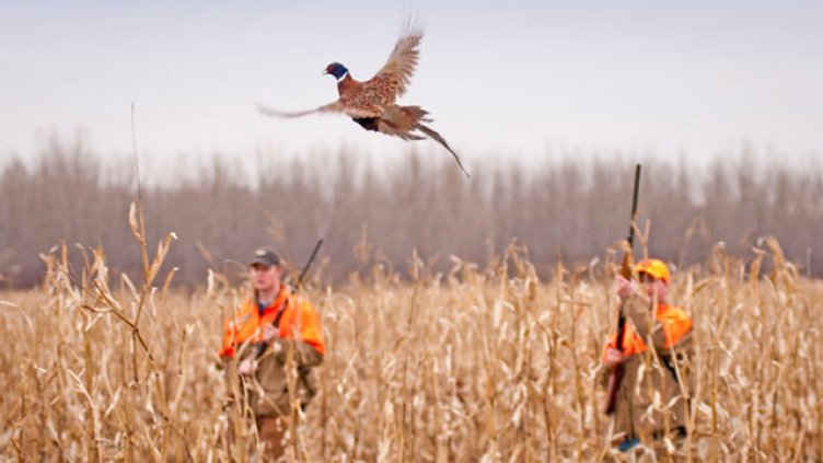  9 215 патпадъка са отстреляни през ловния сезон във Варненско