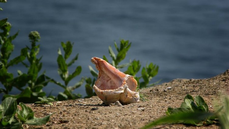 Разкъсана облачност по Черноморието днес