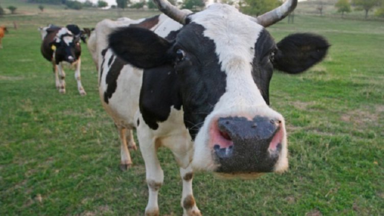 Конфискуваха крава край Търговище