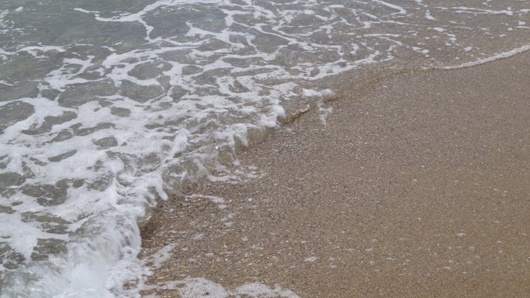 Откриха мъртъв делфин на плаж на Златни пясъци