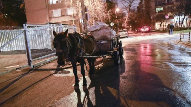 Кобила роди на улица "Гео Милев" в София
