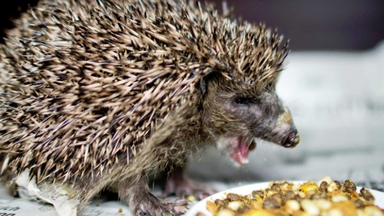 Поставиха таралеж на диета за отслабване