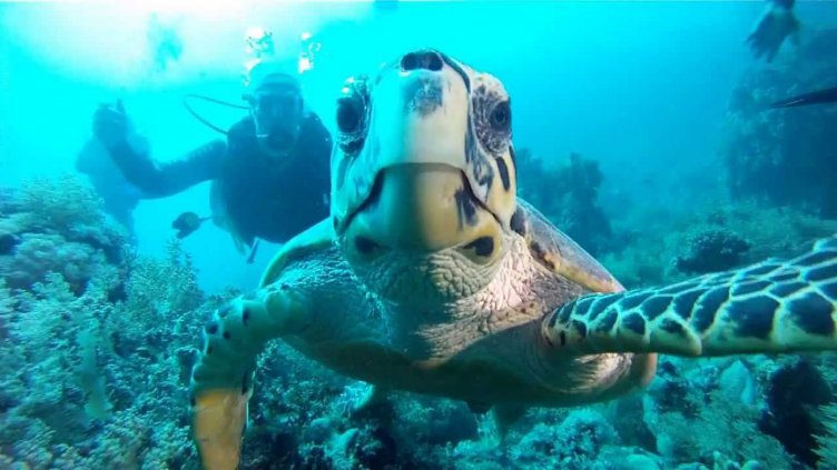 Костенурките могат да дишат и с дупетата си