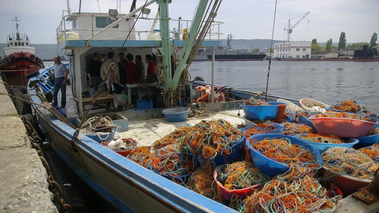 ИАРА стартира прием на заявления за усвояване на квотата от калкан за 2016 г.