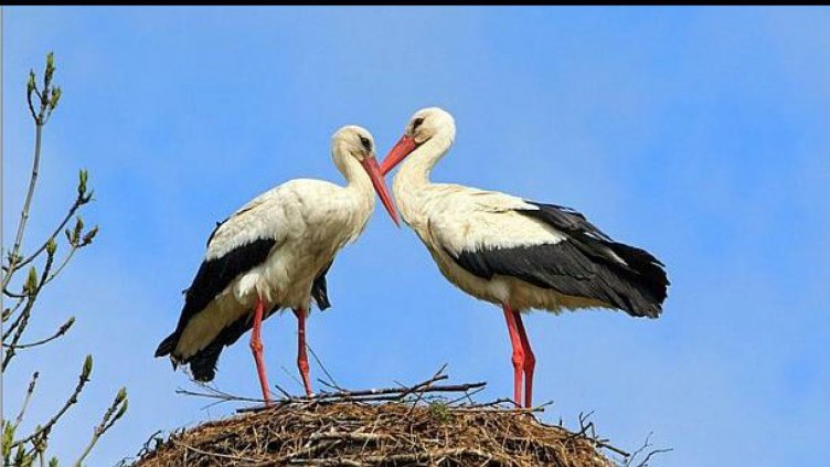 У нас има повече щъркели отколкото преди 10 г.