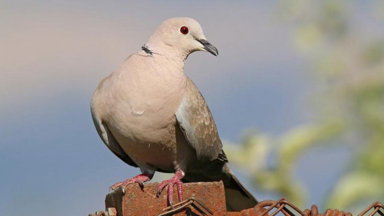Открива се ловният сезон за пъдпъдъци