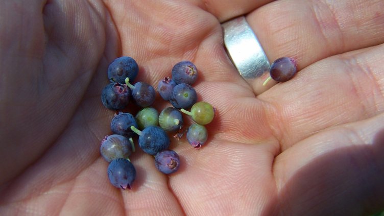 Боровинките подсилват мозъка