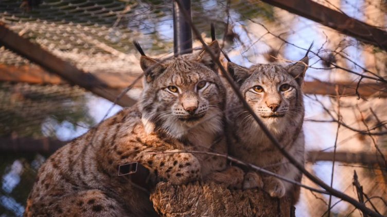 Варненският зоокът с любовен конкурс за 14 февруари