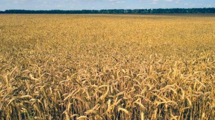 Средната цена на нива в Добруджа -  2 068 лв. за декар