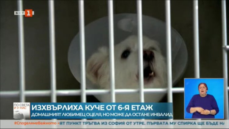 Изхвърлиха куче от шестия етаж