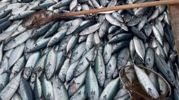 Паламудът се завърна по южното Черноморие