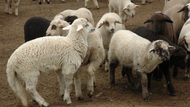 Хвалим българските агнета пред катарска делегация