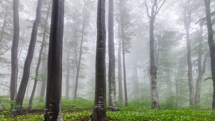 Вековните букови гори в Централен Балкан влизат в ЮНЕСКО