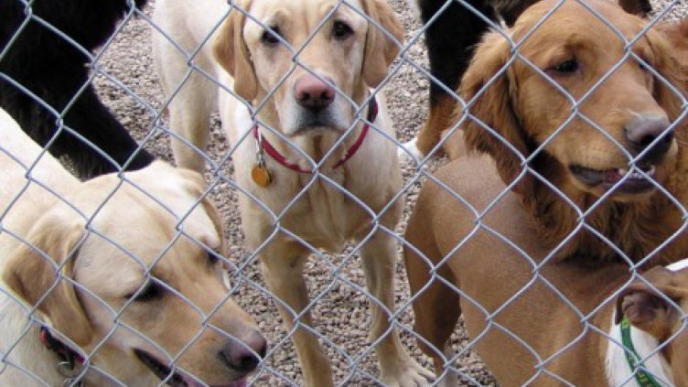 Всички животни в кучешкия приют са живи и здрави