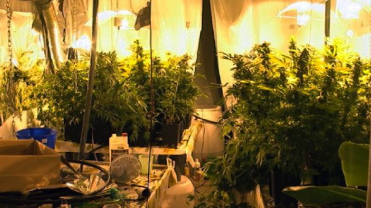 "Разбиха" лаборатория за канабис в Раднево