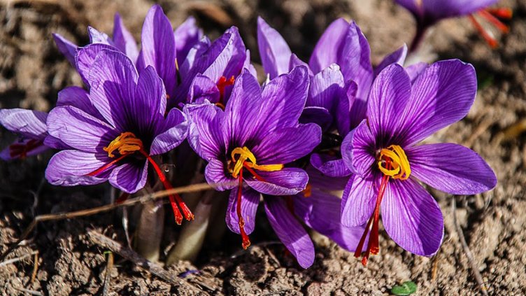 Търсят шафран за лекарство срещу COVID-19
