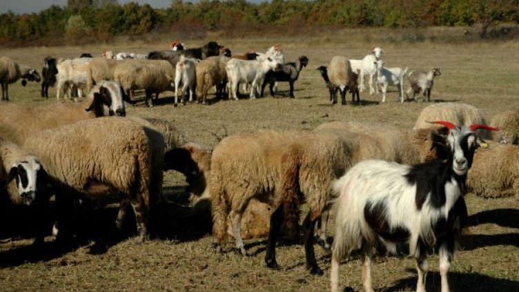 Нова мода: Крадат овце на поразия!