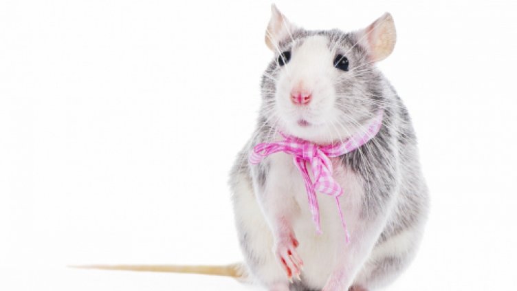 Плъховете се смеят, когато ги гъделичкат