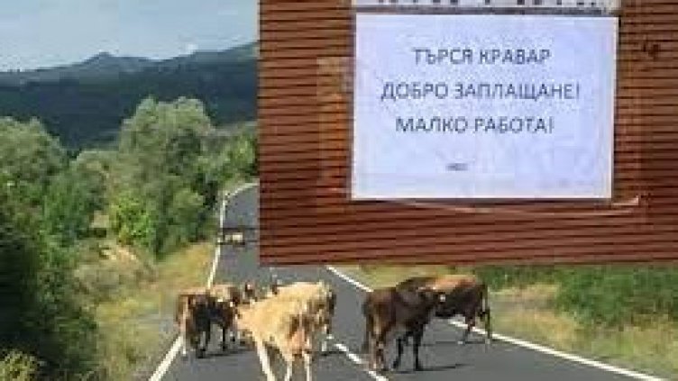 Работа – мечта! Обява за кравар, не е за изпускане. Лепната е върху селска спирка
