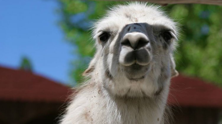 снимка: Ели Маринова