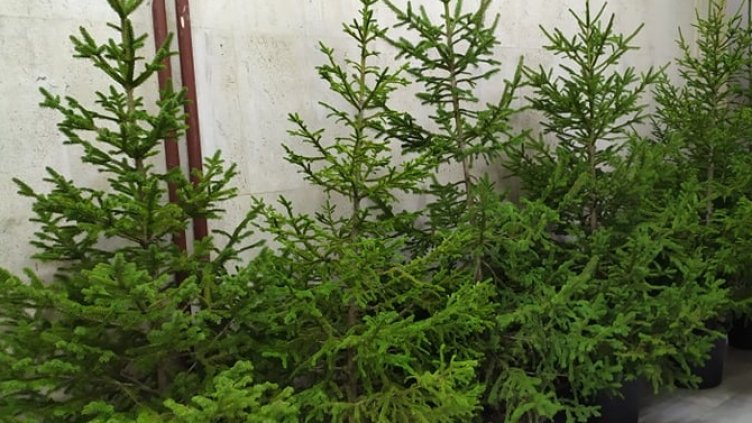 Живите елхички вървят от 12 до 36 лв.