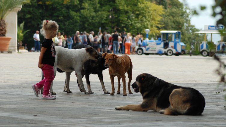 Снимка Пламен Гутинов