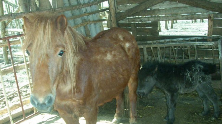 В Добрич за първи път се роди шотландско пони