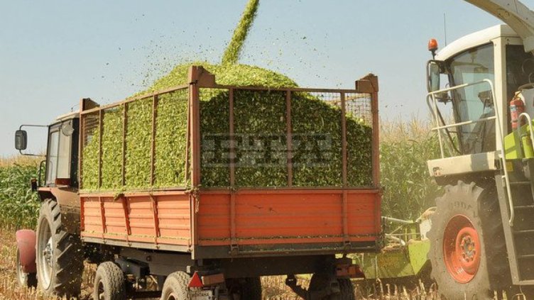 Жътвата на пшеницата в Добричко - при среден добив 557 кг