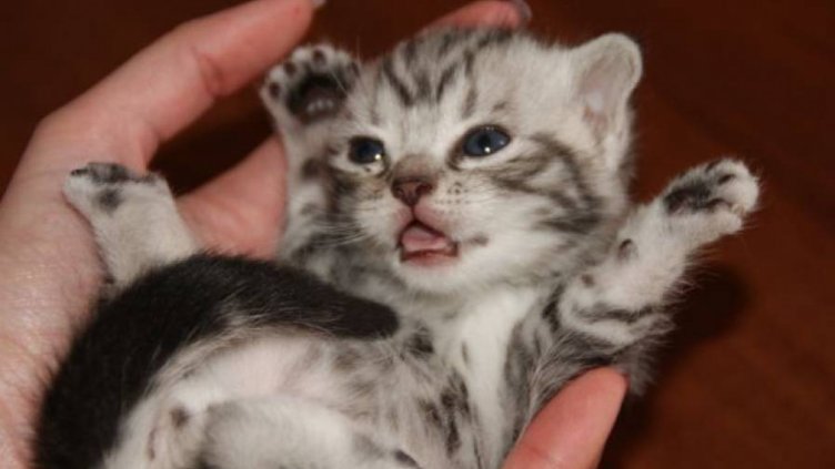 Котката у дома носи 17 ползи за здравето