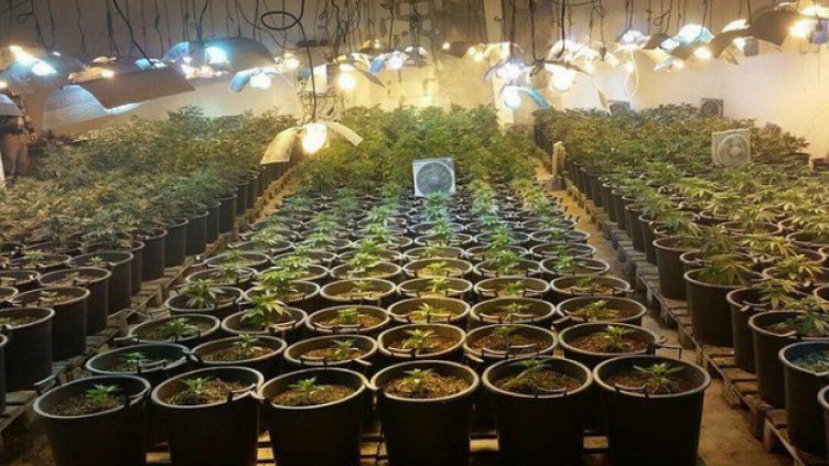 Разбиха оранжерия за марихуана край Варна