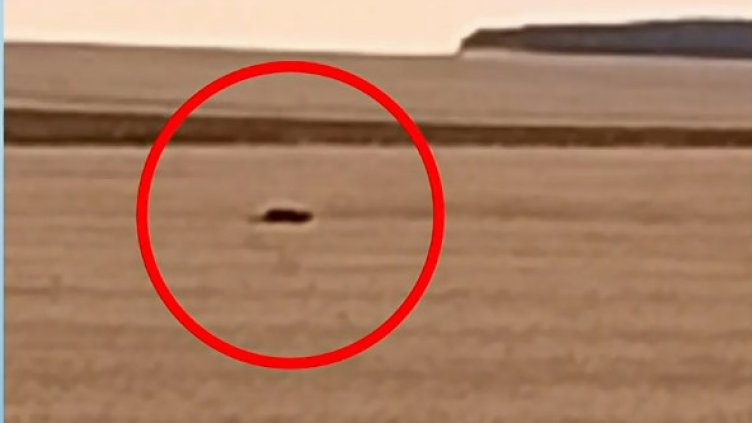 В Тутракан свикват кризисен щаб заради черния леопард