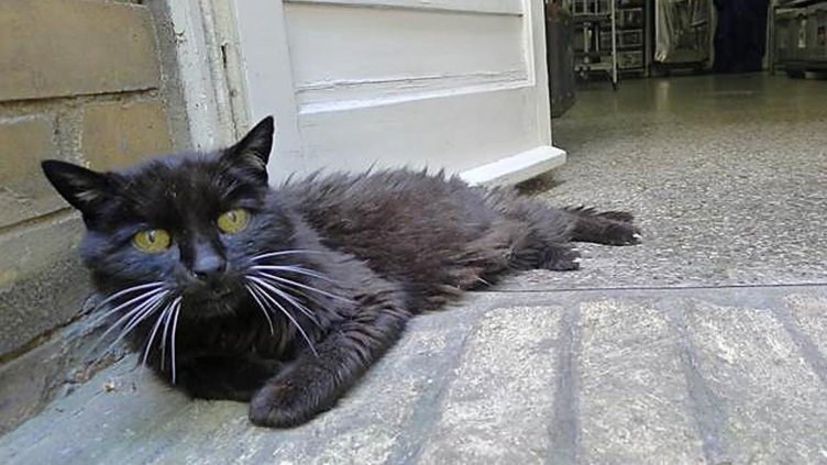 Котка се завърна при стопанина си, 18 години след като избяга от къщи