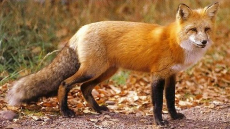 Ваксинират срещу бяс дивите животни чрез примамки