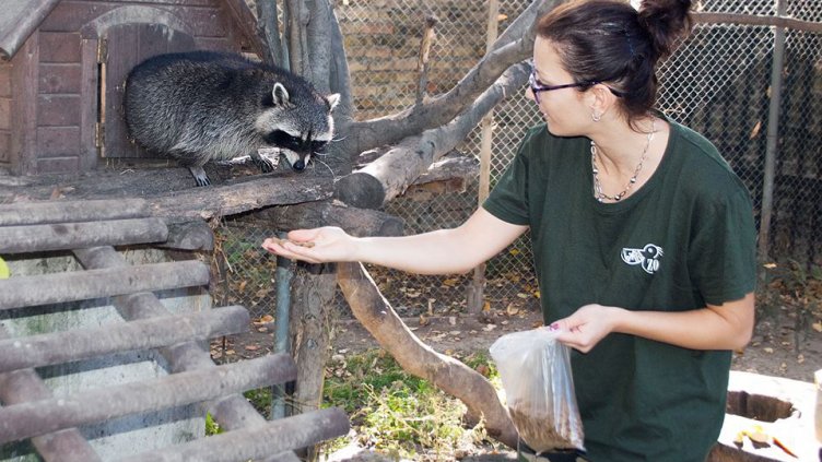 Зоопаркът ще раздаде тикви на животните за Хелоуин