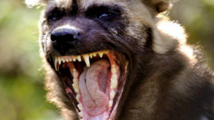 Хъски нахапа 80-годишна жена