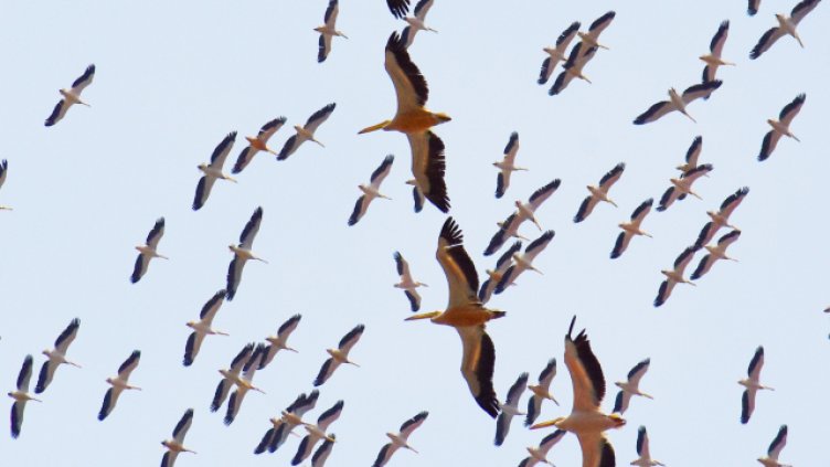 22 май - Международен ден на биологичното разнообразие