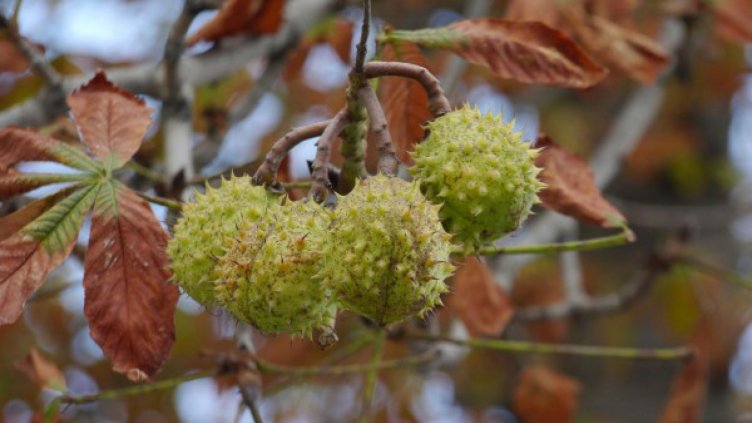 Спасиха кестени на "Витошка", бизнесмен искал да ги скубе