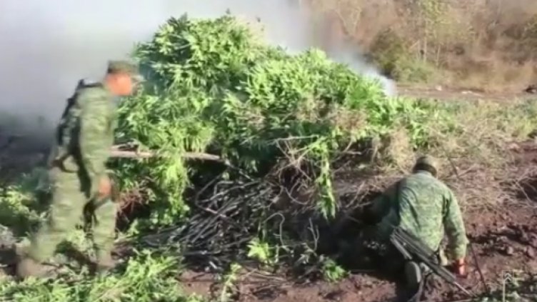 15 хектара марихуана и опиумен мак, открити в Мексико (ВИДЕО)