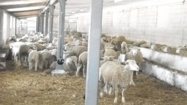 Овцеферма и каруци продават варненските данъчни