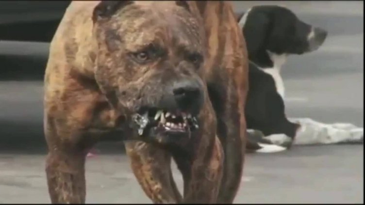 Питбул разкъса малко куче пред очите на деца във Варна