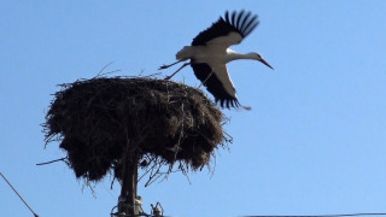 Екоинспекцията във Варна се отзова на 23 сигнала за бедставщи щъркели