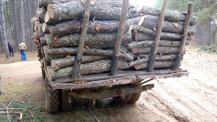 Над 400 проверки извършиха за седмица горските 