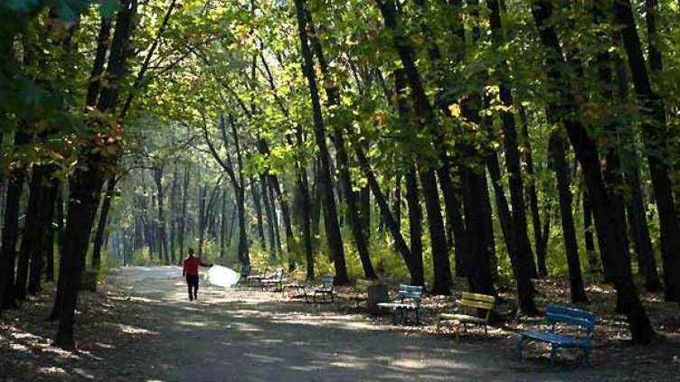 Жители на София излизат на протест срещу масовата незаконна сеч в Западен парк