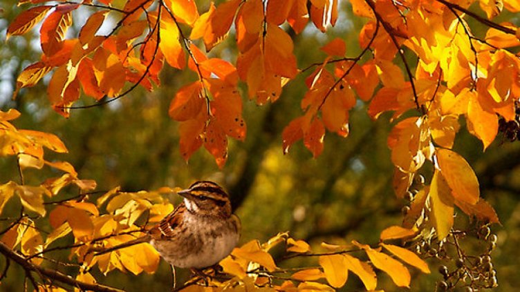 Златната есен продължава